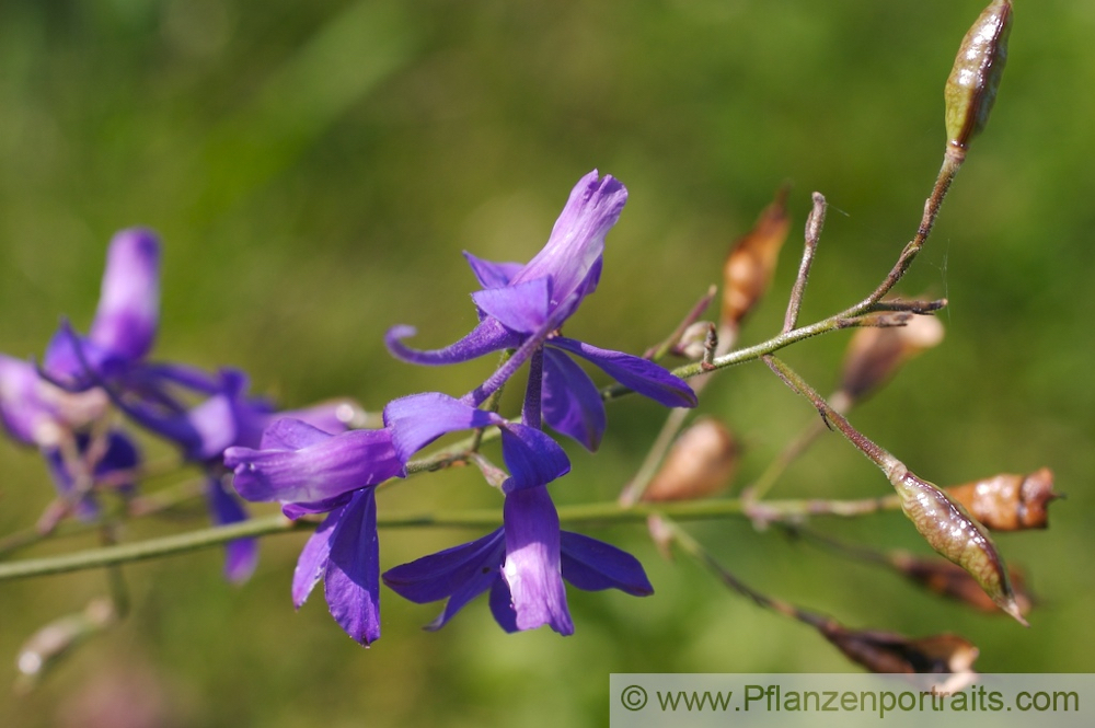 Consolida regalis Acker Rittersporn Field Larkspur.jpg