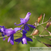 Consolida regalis Acker Rittersporn Field Larkspur.jpg