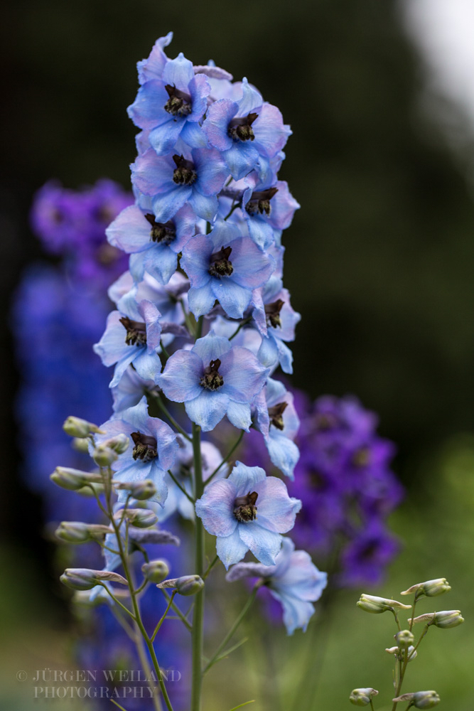 Delphinium elatum Hoher Rittersporn.jpg