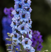 Delphinium elatum Hoher Rittersporn.jpg