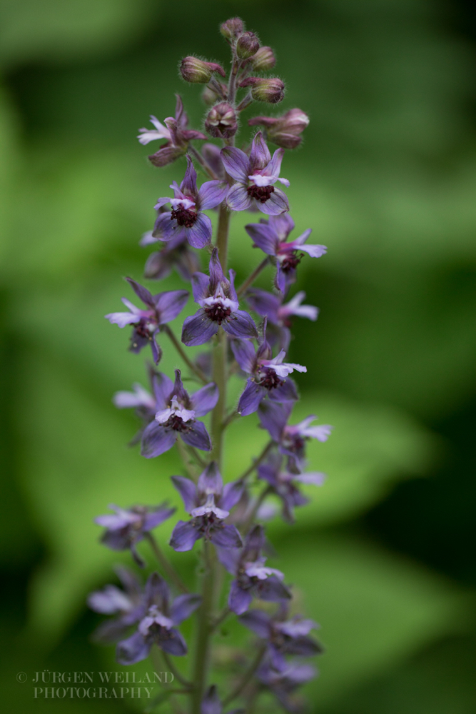 Delphinium staphisagria Stephanskraut Larkspur 2.jpg