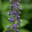 Delphinium staphisagria Stephanskraut Larkspur 2.jpg