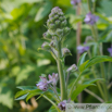 Delphinium staphisagria Stephanskraut Larkspur 3.jpg