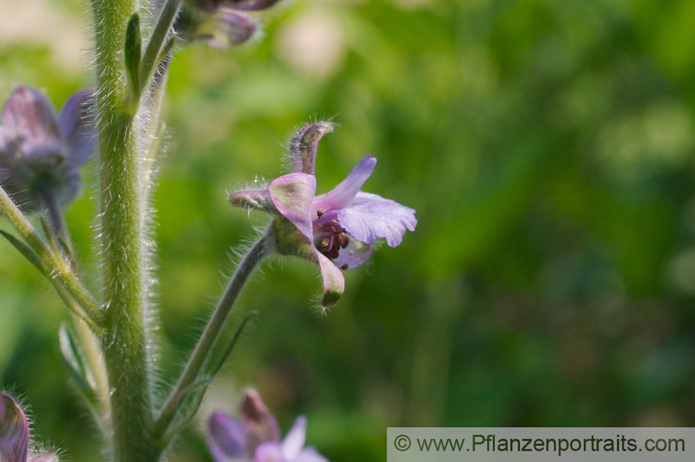 Delphinium staphisagria Stephanskraut Larkspur 4.jpg