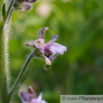 Delphinium staphisagria Stephanskraut Larkspur 4.jpg