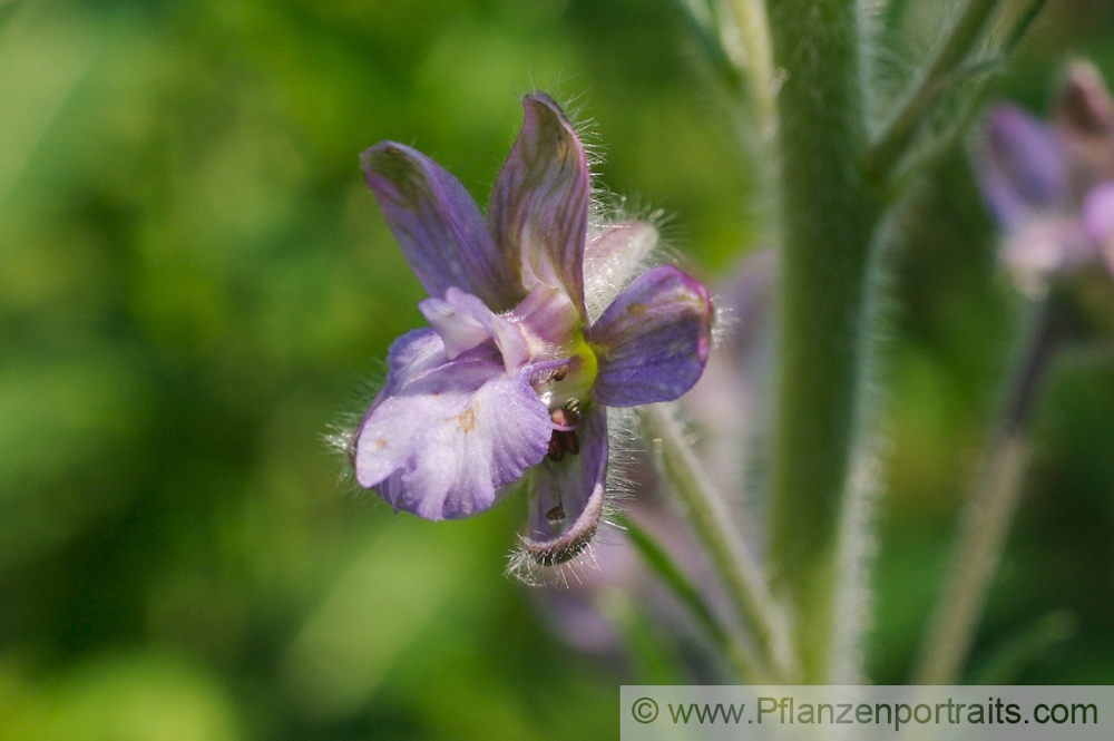 Delphinium staphisagria Stephanskraut Larkspur 5.jpg