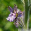 Delphinium staphisagria Stephanskraut Larkspur 5.jpg