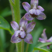 Delphinium staphisagria Stephanskraut Larkspur 6.jpg