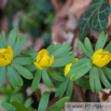 Eranthis hyemalis Kleiner Winterling Winter Aconite 2.jpg