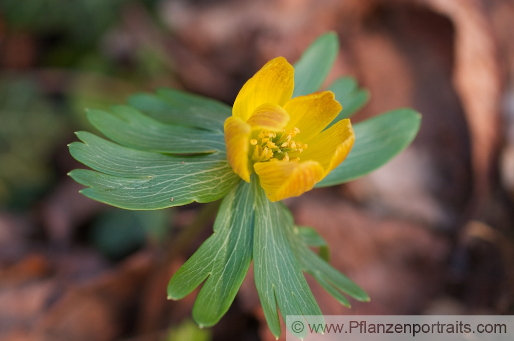 Eranthis hyemalis Kleiner Winterling Winter Aconite.jpg