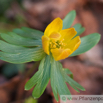 Eranthis hyemalis Kleiner Winterling Winter Aconite.jpg