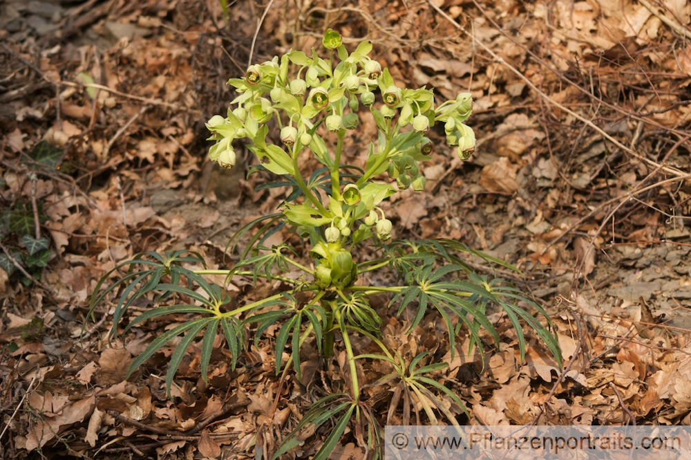 Helleborus foetidus Stinkende Nieswurz Bears foot 2.jpg