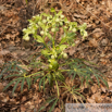 Helleborus foetidus Stinkende Nieswurz Bears foot 2.jpg