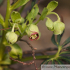 Helleborus foetidus Stinkende Nieswurz Bears foot.jpg