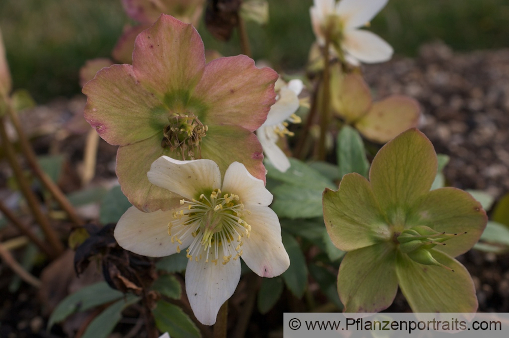 Helleborus niger Schwarze Christrose Nieswurz Christmas Rose 2.jpg