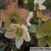 Helleborus niger Schwarze Christrose Nieswurz Christmas Rose 2.jpg