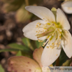 Helleborus niger Schwarze Christrose Nieswurz Christmas Rose 3.jpg