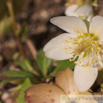 Helleborus niger Schwarze Christrose Nieswurz Christmas Rose.jpg