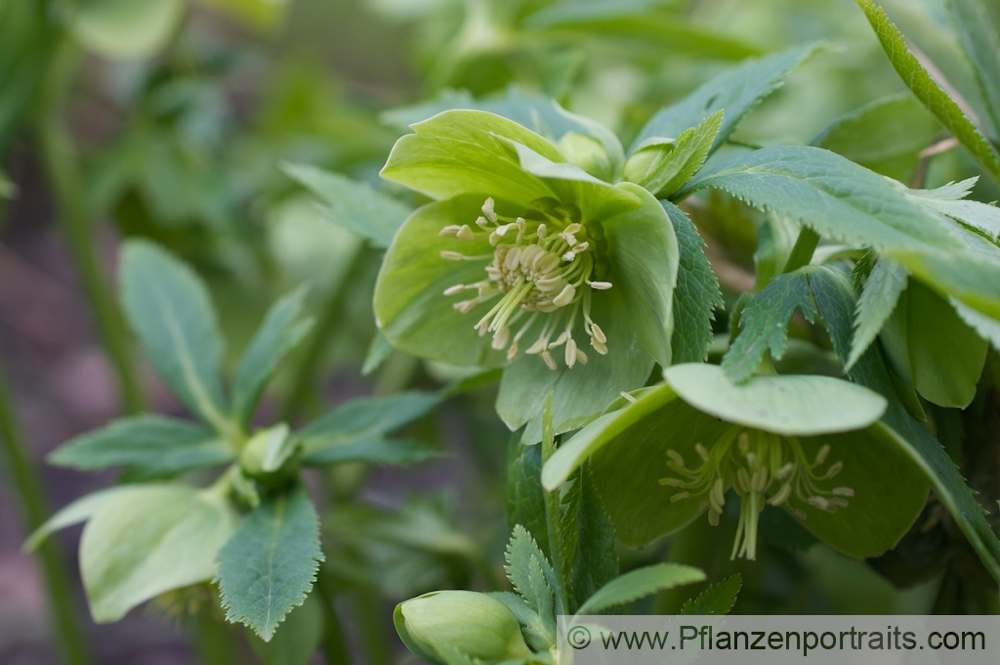 Helleborus viridis Gruene Nieswurz Green Hellebore 2.jpg