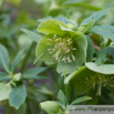 Helleborus viridis Gruene Nieswurz Green Hellebore 2.jpg