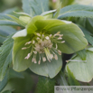 Helleborus viridis Gruene Nieswurz Green Hellebore 3.jpg