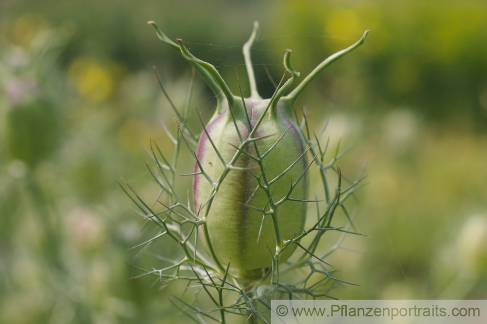 Nigella damascena Braut in Haaren Jungfer im Gruenen Love in a Mist 2.jpg