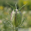 Nigella damascena Braut in Haaren Jungfer im Gruenen Love in a Mist 2.jpg