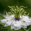 Nigella damascena Braut in Haaren Jungfer im Gruenen Love in a Mist. 3.jpg