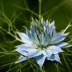 Nigella damascena Braut in Haaren Jungfer im Gruenen Love in a Mist.jpg