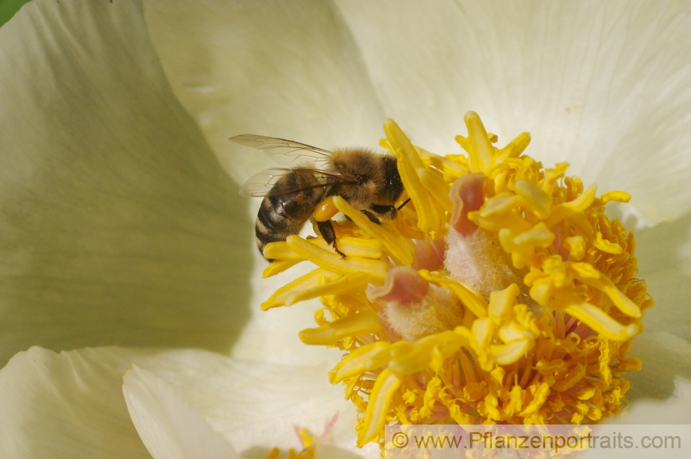 Paeonia daurica Gelbe Kaukasus Pfingstrose Peony 2.jpg