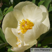 Paeonia daurica Gelbe Kaukasus Pfingstrose Peony.jpg