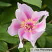 Paeonia kesrouanensis Syrien Pfingstrose.jpg