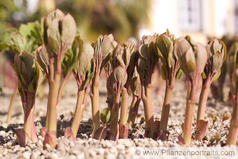 Paeonia mascula.jpg