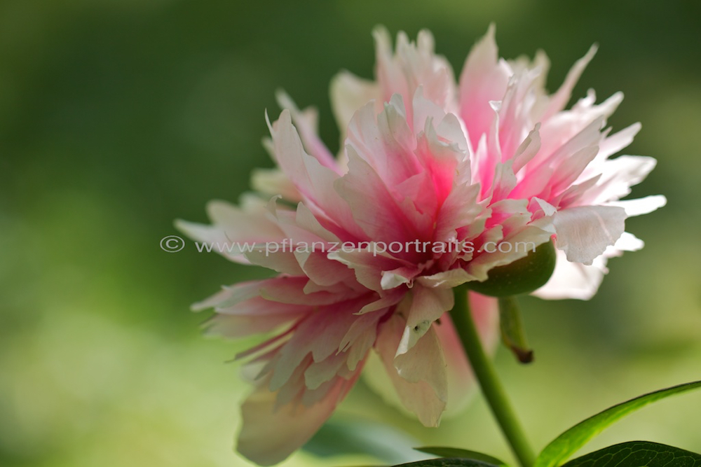 Paeonia officinalis Pfingstrose Common peony.jpg