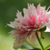 Paeonia officinalis Pfingstrose Common peony.jpg