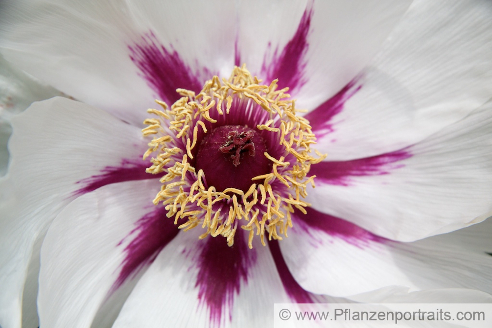 Paeonia suffruticosa Strauchpaeonie Tibet Bhutan.jpg