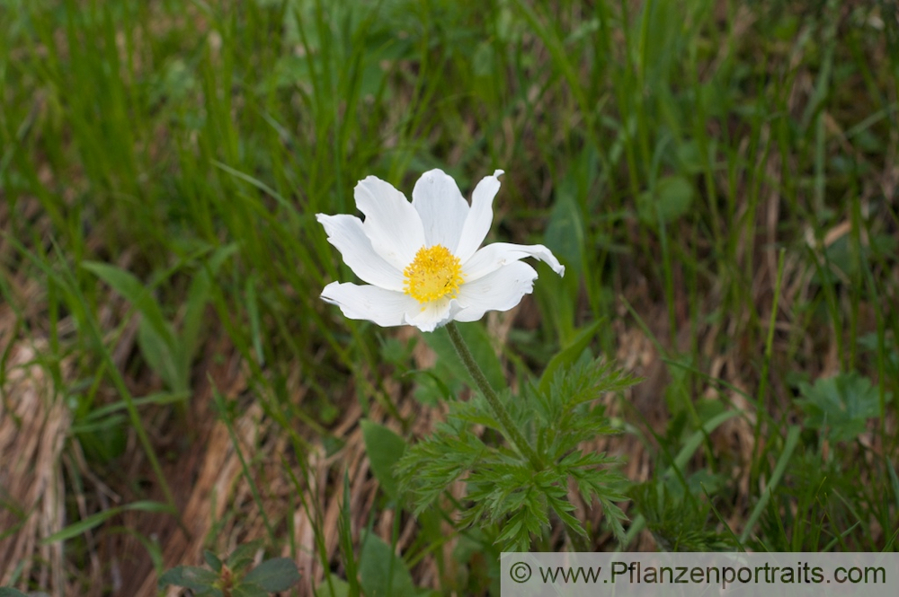 Pulsatilla alpina Alpen Kuechenschelle White Pasque flower 2.jpg