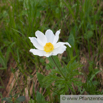 Pulsatilla alpina Alpen Kuechenschelle White Pasque flower 2.jpg