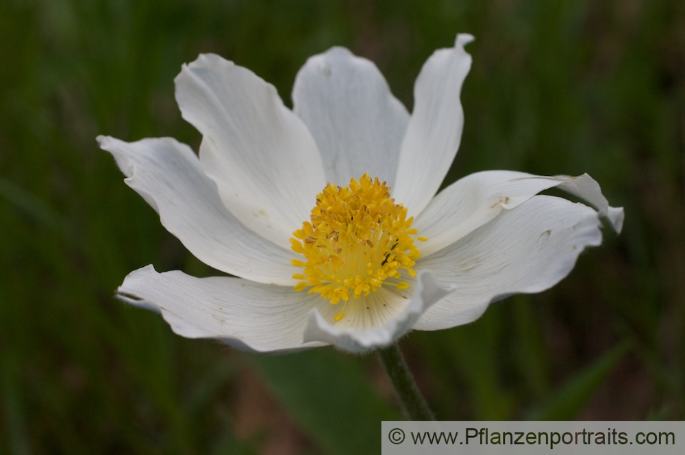 Pulsatilla alpina Alpen Kuechenschelle White Pasque flower 3.jpg