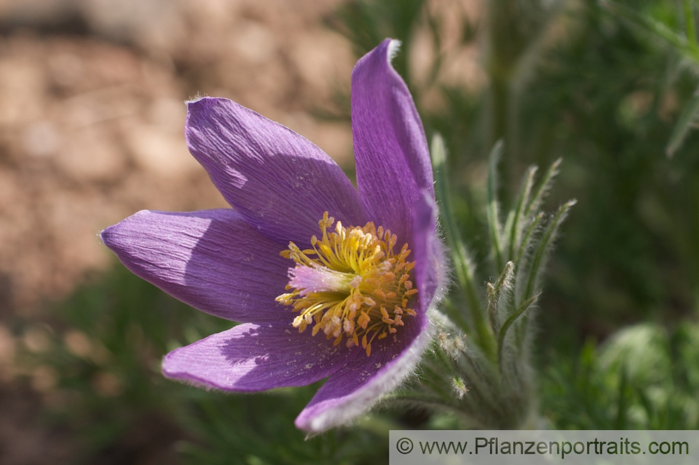 Pulsatilla vulgaris Echte Kuhschelle Pasque Flower 2.jpg