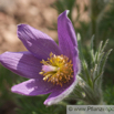 Pulsatilla vulgaris Echte Kuhschelle Pasque Flower 2.jpg