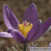 Pulsatilla vulgaris Echte Kuhschelle Pasque Flower 3.jpg