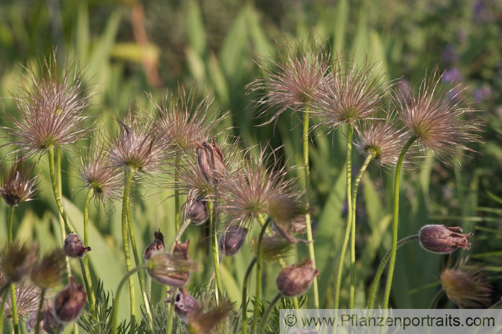 Pulsatilla vulgaris Echte Kuhschelle Pasque Flower 4.jpg