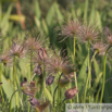 Pulsatilla vulgaris Echte Kuhschelle Pasque Flower 4.jpg