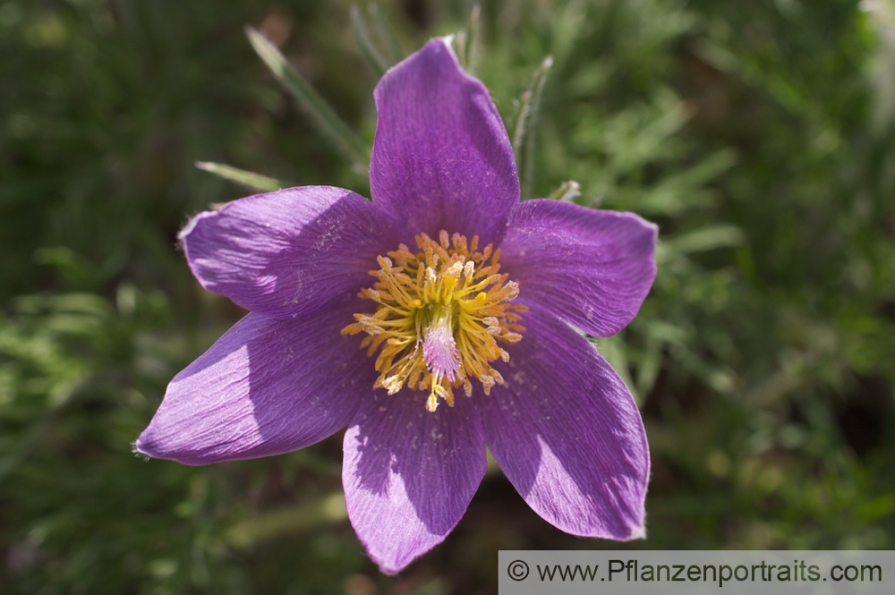 Pulsatilla vulgaris Echte Kuhschelle Pasque Flower 5.jpg