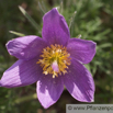 Pulsatilla vulgaris Echte Kuhschelle Pasque Flower 5.jpg