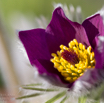 Pulsatilla vulgaris Echte Kuhschelle Pasque Flower 7.jpg