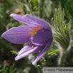 Pulsatilla vulgaris Echte Kuhschelle Pasque Flower.jpg