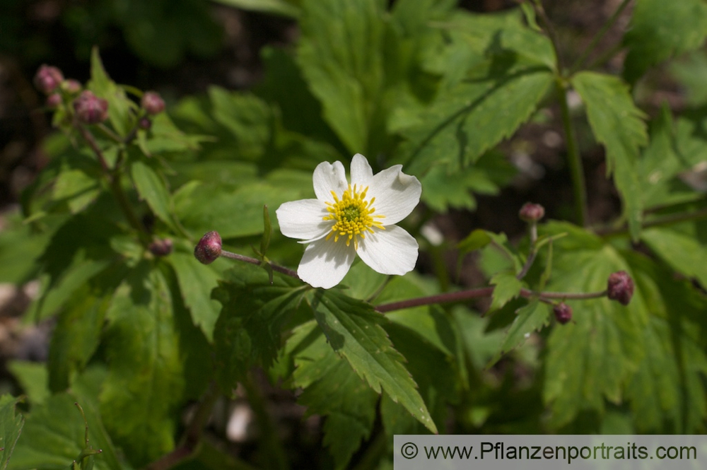 Ranunculus aconitifolius Eisenblättriger Hahnefuss Batchelors Buttons 2.jpg