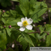Ranunculus aconitifolius Eisenblättriger Hahnefuss Batchelors Buttons 2.jpg